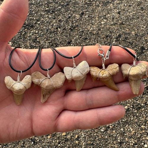 Otodus shark tooth - otodus,