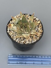 Ariocarpus retusus ( Location
