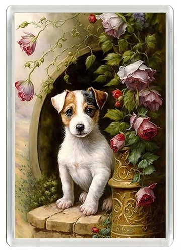 Jack russell terrier - russell,
