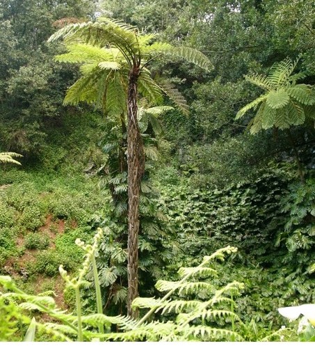 Cyathea cooperi cooper tree - cooperi,