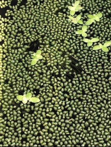 Wolffia globosa live fish food - wolffia,