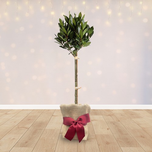 Gifted wrapped bay tree - wrapped,