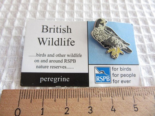 Rspb peregrine falcon - peregrine, bird