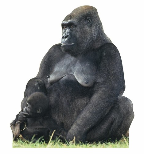 Gorilla mom child - gorilla,
