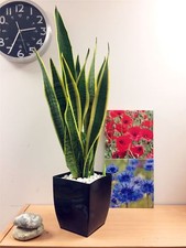 POT OF SNAKE PLANT MOTHER IN LAW'S TONGUE GOOD LUCK EVERGREEN TREE INDOOR OFFICE