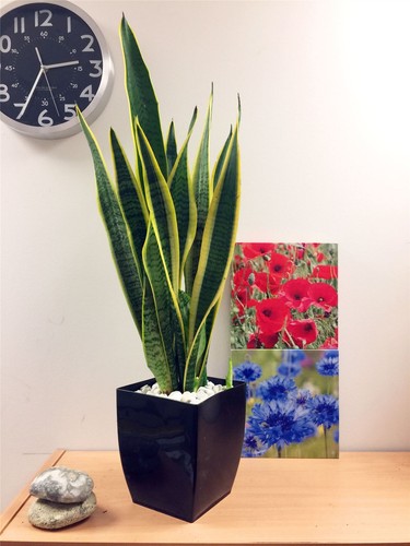 Pot snake plant - pot, mother