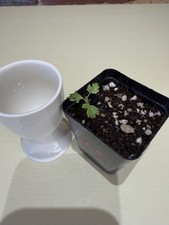 Rare Boswellia sacra