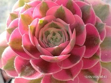 One pot Aeonium Pink Witch