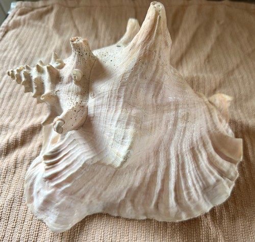 Large murex ramose sea - ramose, shell