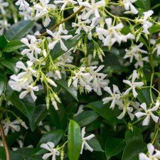 Star Jasmine Plants / Trachelospermum Jasminoides in 9cm Pot, Fragrant Flowers