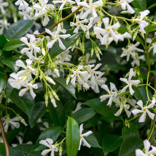 Star jasmine plants - star, /