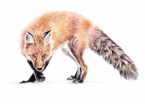 Red fox wildlife print of - red,