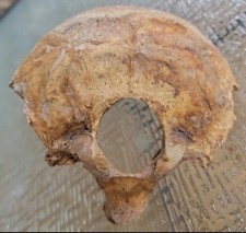 Antique Medical Anatomical Model Human Skull Precision Study Oddity Bone Partial