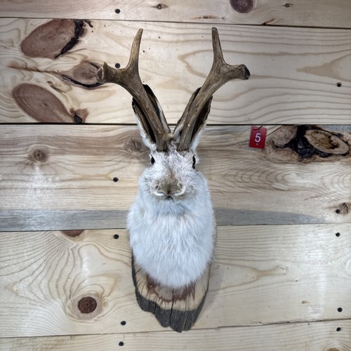 Authentic jackalope - ❤️authentic,