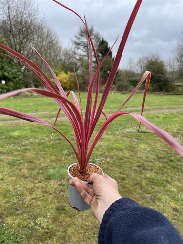 Cordyline salsa pink - salsa,