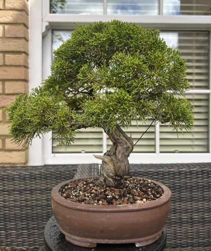 Bonsai tree itoigawa juniper - itoigawa,