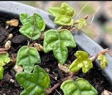 Ficus Quercifolia (Oak Leaf