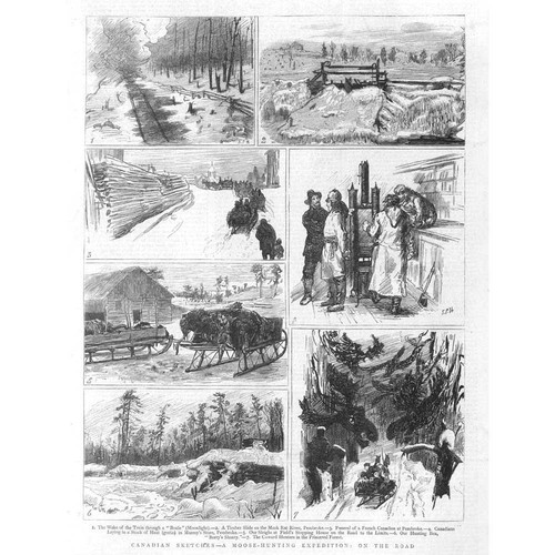 Canada scenes moose - canada, a