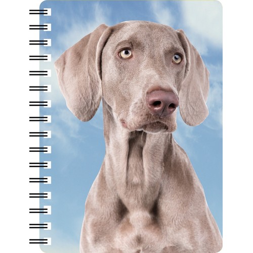 Weimaraner amazing picture - weimaraner,