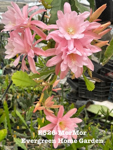 Rooted epiphyllum orchid - rooted,
