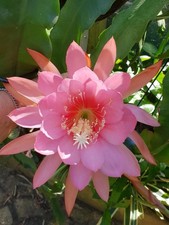 4 EPIPHYLLUM Cactus “Bayou Belle” “ Rooted  Mature 20cm+ CUTTING – XL flower.