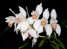 Cymbidium erythrostylum