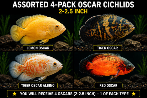 Assorted pack oscar - oscar, cichlids