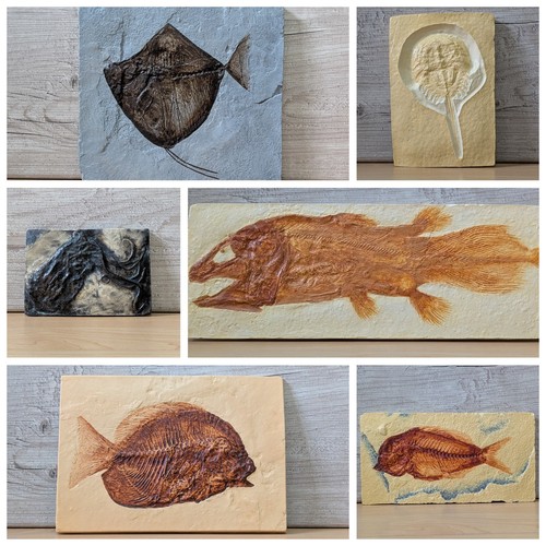 Sea creature fossil replicas - fossil, |