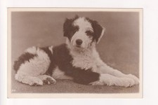 Old English Sheepdog puppy