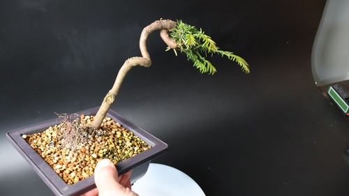 Yew bonsai tree pre penjing - bonsai,