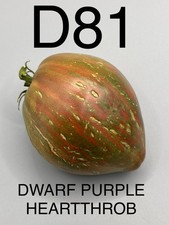 graine / seed tomate DWARF /NAINE taille moyenne variété DWARF PURPLE HEARTTHROB