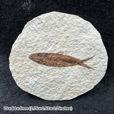 Eocene fossil fish in matrix