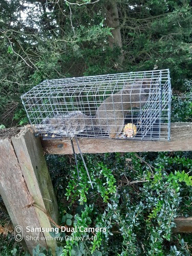 Rat squirrel trap - 2, rat/squirrel