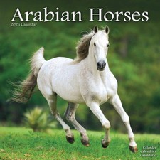 Arabian Horses Calendar 2026 - Animal - Month To View