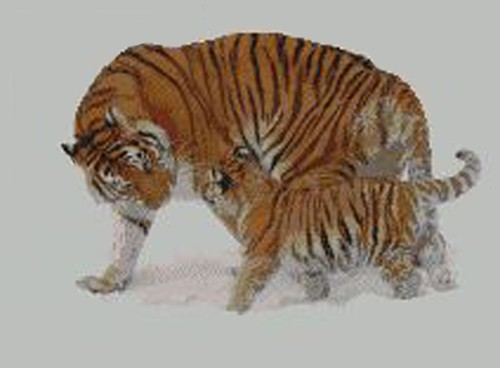 Tiger and cub counted - and, cross