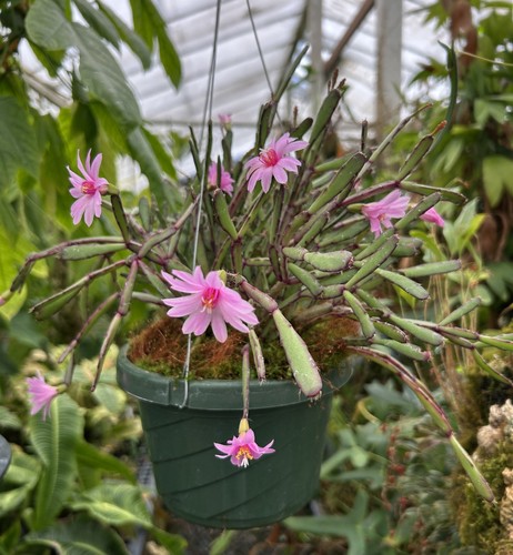 Rhipsalidopsis rosea var