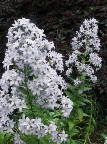 Campanula lactiflora monica s - campanula,