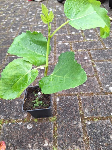 Fig tree plant - fig,