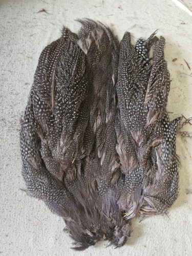 Guinea fowl red - red, fly