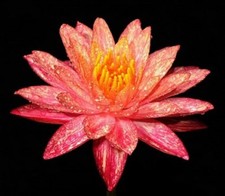 Nymphaea Wanvisa  Pink