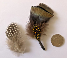 Guinea fowl small feathers for