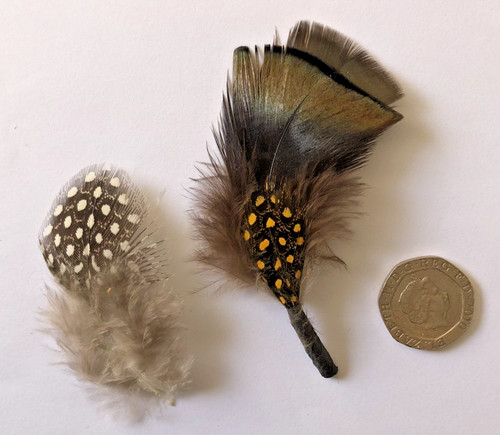 Guinea fowl small - , feathers