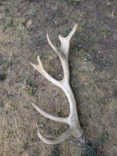 British red deer shed - deer, antler