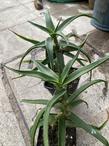 Climbing aloe plants - climbing,