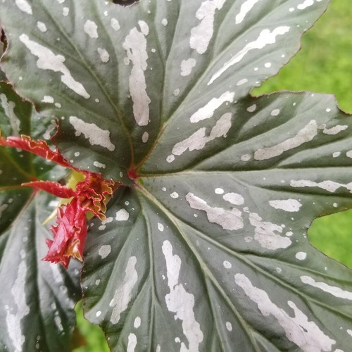 Begonia sophia cecil angel - sophia, (angel