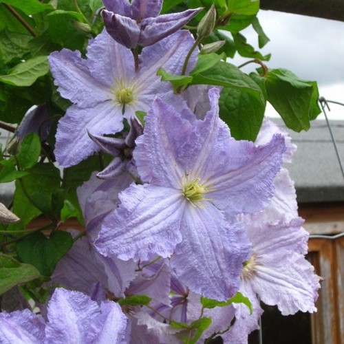 Litre clematis blekitny - litre,
