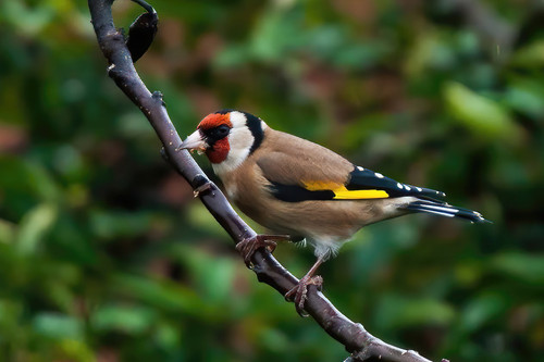 Wildlife bird photographs - , of