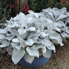 Large senecio angel - large,