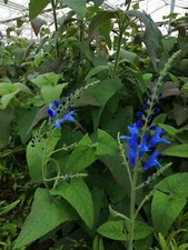 X3 Salvia Blue Butterflies