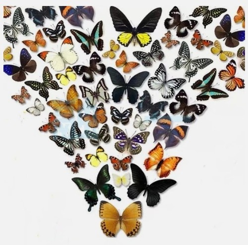 20pcs butterfly species with - 20pcs（butterfly,